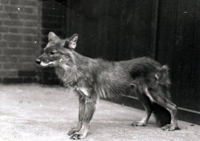 Wilde hond in ZSL London Zoo door Frederick William Bond